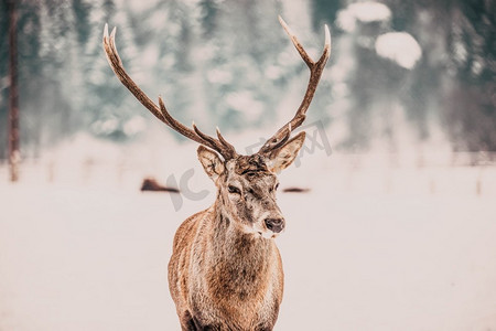 圣诞摄影照片_高贵的鹿雄性在冬季雪