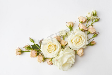 一个美丽的玫瑰在白色背景的角落框架。一个美丽的玫瑰框架