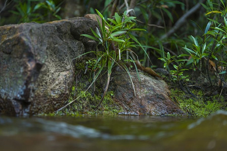 丛林摄影照片_深瀑布，泰国