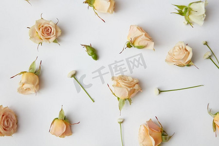 各种玫瑰头和叶子散布在白色背景，俯视图。各种各样的玫瑰头。