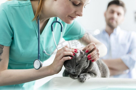 医生检查俄罗斯蓝色猫的耳朵在床上在兽医诊所’
