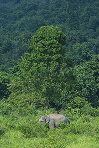 泰国奎布里国家公园内的泰国象(软图)