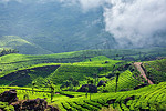 茶叶，种植园，印度，印度