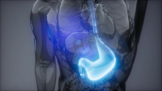 ache摄影照片_人体胃部发光的科学解剖扫描人体胃放射学检查