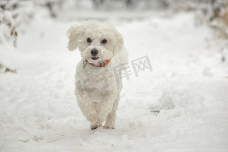 马耳他狗运行在雪在冬季公园