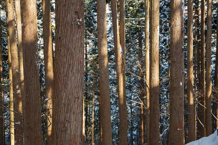 自然、景观和野生动物概念—日本的冬季森林。日本冬季森林