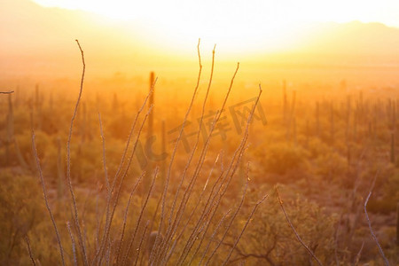 saguaro摄影照片_大Saguaro仙人掌在一个山，亚利桑那州，美国