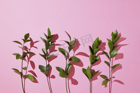 枝叶被代表在粉红色的背景。装饰任何纹理..在粉红色背景上的枝叶。