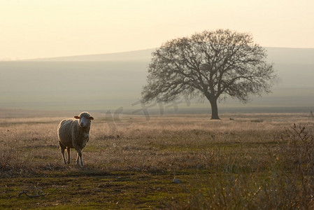 一只羊在夕阳下的田野上