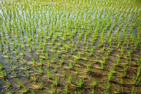 绿色的稻田。泰米尔纳德邦，印度。印度的绿色稻田