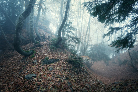 在雾中穿过一片神秘的黑暗古老森林。克里米亚的秋天早晨神奇的气氛。童话