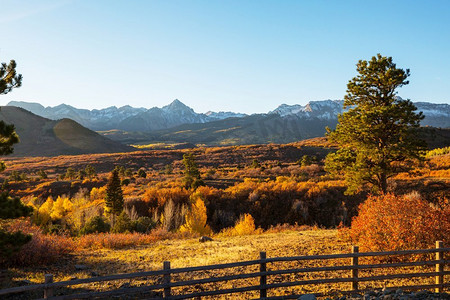 五颜六色的黄色秋天在科罗拉多州，美国。秋天的季节。