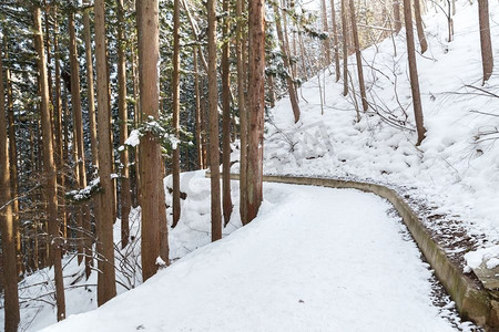 自然景观概念—日本雪道冬季森林。雪道在冬季森林，日本