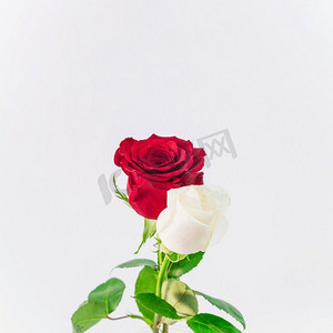 美丽的鲜红色花朵。高分辨率照片。美丽的鲜红色花朵。高品质的照片