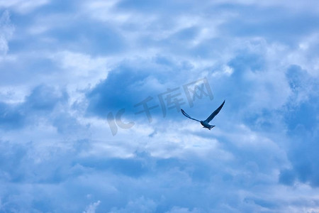 乌云，一只海鸥在天空中飞翔。蓝天上的云
