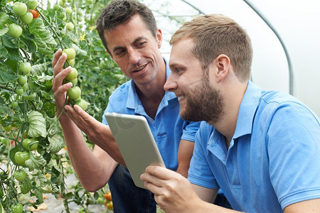 农业工人使用数字平板电脑检查番茄植株