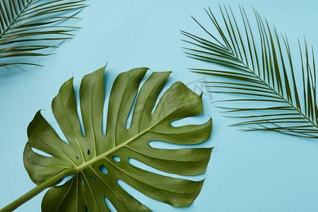热带棕榈叶和怪物孤立在蓝色背景平躺。绿叶隔离