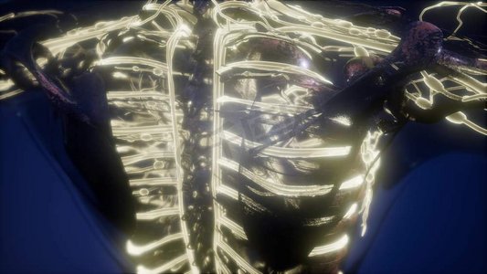 人体发光血管x光透视的科学解剖学。人体与发光的血管