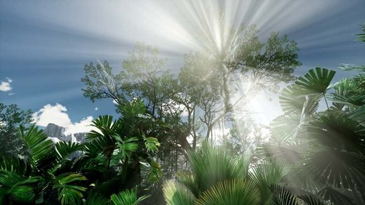 日落的光束穿过丛林雨林的棕榈树。日落穿过棕榈树