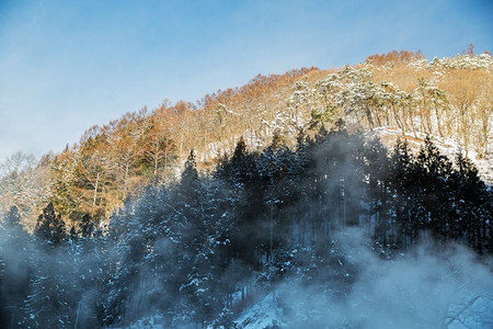 冬季日本风景摄影照片_自然、景观和野生动物概念—日本的冬季森林。日本冬季森林