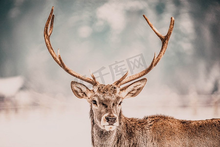 高贵的鹿雄性在冬季雪