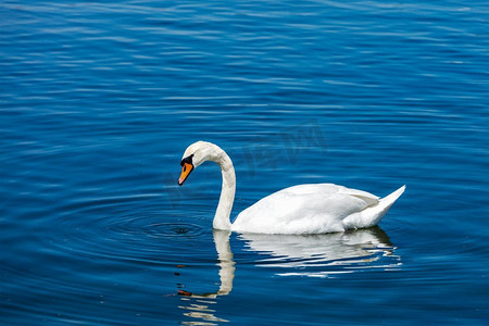 音摄影照片_沉默的天鹅（天鹅座颜色）在湖，慕尼黑，德国。静音天鹅天鹅色在湖