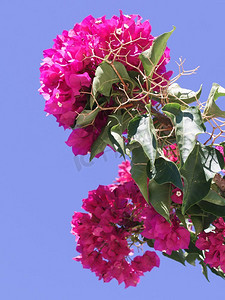 近摄三角梅灌木与许多粉红紫色的花。希腊植物群概念一种粉红紫色花的三角梅灌木