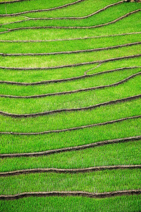 稻田梯田（Rice Field）。塔文村，孟和谷，沙巴，越南。稻田梯田。Sapa，Mui Ne附近