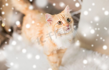 宠物，圣诞和卫生概念-冬天，红色猫猫在家中用羊皮沙发上的雪。家里的红猫羊皮沙发上的猫