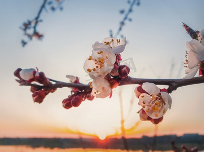 春暖花开的杏树。特写镜头花开在日落天空背景