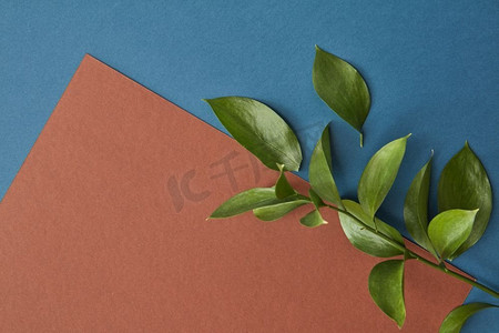 一张纸下面的文字在深蓝色背景上装饰着一枝绿叶。平躺。文本用纸张