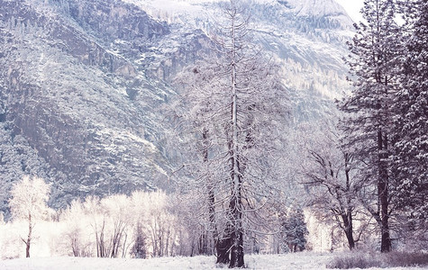 冬季的风景白雪覆盖的森林。圣诞背景不错