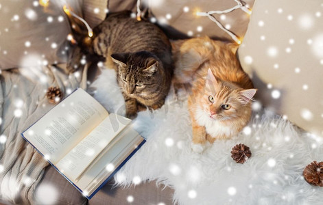 宠物，圣诞节和卫生概念-两只猫躺在家里的沙发上，上面有书和羊皮，覆盖着雪地。家里有两只猫躺在沙发上看书