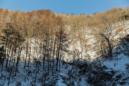 自然、景观和野生动物概念—日本的冬季森林。日本冬季森林