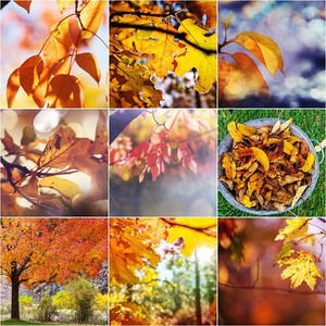 橙色和黄色秋季拼贴画
