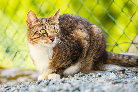 在享受的猫摄影照片_动物棕色虎斑猫享受自己在花园的户外，在阳光下温暖。猫享受自己户外