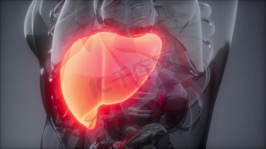蓝色扫描摄影照片_人体肝脏发光的科学解剖扫描人体肝脏放射学检查