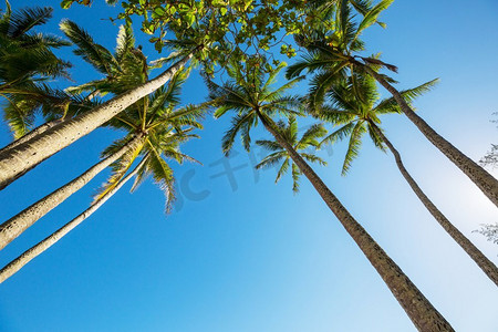 棕榈在热带海滩