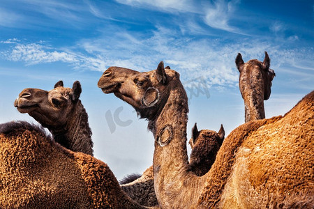 在普什卡尔梅拉(普什卡骆驼博览会)的骆驼映衬着蓝天。印度拉贾斯坦邦普什卡。印度普什卡骆驼展上的骆驼