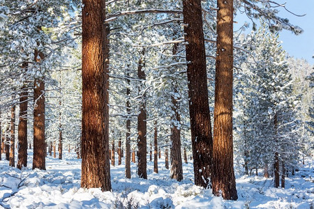 冰蓝色背景摄影照片_冬季的风景白雪覆盖的森林。圣诞背景不错
