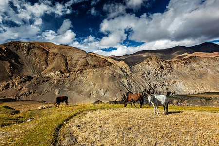 在喜马拉雅山吃草的马和牛。印度拉达克鲁普舒山谷。在喜马拉雅山吃草的马和牛。拉达克