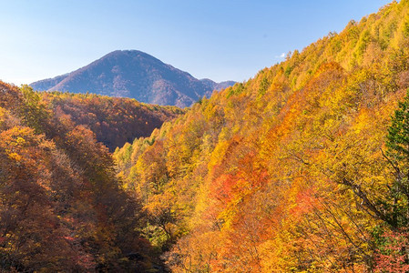 Nakatsugawa峡谷从桥在福岛秋天秋天日本