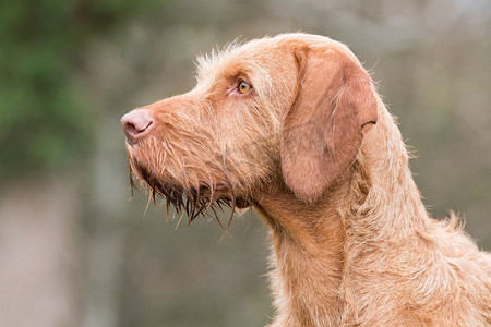 人拉狗摄影图片-人拉狗摄影作品-千库网