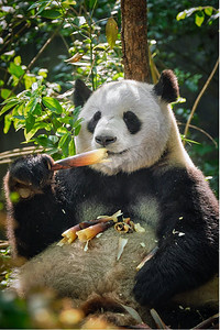 中国旅游的标志和吸引力—大熊猫吃竹子。中国四川成都。中国大熊猫