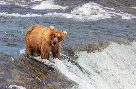 布熊摄影照片_ 阿拉斯加，熊，惊人，美国