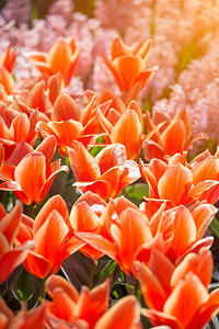 荷兰语摄影照片_荷兰种植红色郁金香的田野。