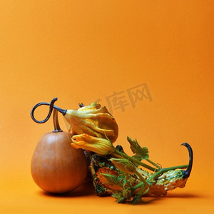 一个南瓜茎和不同的南瓜在橙色背景上的创意构图。装饰性南瓜的构图