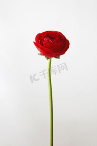 美丽的红色毛茛，花隔绝在白色背景，贺卡情人节。’红色毛茛花在灰色背景