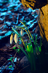 阳光雪花摄影照片_第一个春天的花朵，雪绒花在森林，阳光