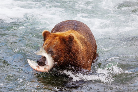 布熊摄影照片_ 阿拉斯加，熊，惊人，美国